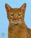 Abyssinian Cat 9Y009D-049